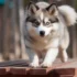 How Long Can a Dog Go Without Eating?