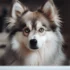 FAQs about All White Pomsky