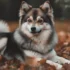 FAQs about Adult Pomsky