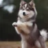 FAQs about Pomsky Red