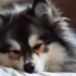 Mini Pomsky Puppies for Sale in MN