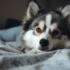 Cheap Pomsky Puppies for Sale in Ohio: Find Your Perfect Companion Today!
