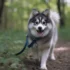 How Much Does A Pomsky Grow In Size?