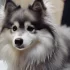 Pomskies for Adoption in Ohio: Tips for Finding Your Perfect Furry Companion