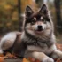 FAQs about Pomski Breed