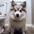FAQs about Pomsky Grown
