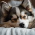 FAQs about White Pomsky Full Grown