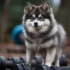 How to Train a Dog to Walk on Leash Without Pulling