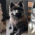 FAQs about How Much is a Pomsky Puppy