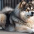 FAQs about Mini Pomsky for Sale