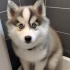 How Often Should I Bathe My Pomsky?