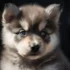 FAQs about Teacup Pomsky Puppies for Sale Near Me