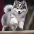 How to choose the right Pomsky groomer for your Pomsky