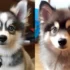 FAQs about Pomsky Dog Full Grown