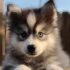 How Much Should a Pomsky Eat? A Comprehensive Guide to Feeding Your Pomsky