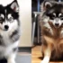 FAQs about Pomsky Miniature Husky