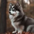 Learn about the Polar Bear Pomsky – The Ultimate Guide to this Adorable Mixed Breed