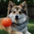 Hoobly Pomskies for Sale in Michigan