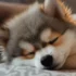 FAQs about Pomsky Teacup Husky Puppies