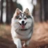 FAQs about Brown Pomsky