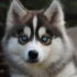 FAQs about Fox Pomsky