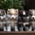 FAQs about Pomsky Lifespan