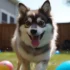 FAQs about Dog Pomsky