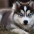 FAQs about Blue Pomsky