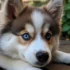FAQs about Teacup Pomsky Price