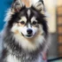 FAQs about Does Pomsky Shed