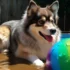 FAQs about F3 Pomsky