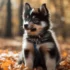 Pomsky Puppies for Sale in Rochester, MN