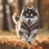 FAQs about Pomsky Vs Mini Aussie