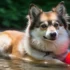 FAQs about F1 Pomsky