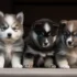 All about dehydration in a Pomsky