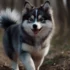 FAQs about Pomsky Adoption