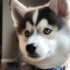 Useless grooming equipment for a Pomsky