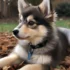 FAQs about How Much is Pomsky