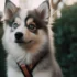 FAQs about Pomsky Mix