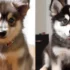 FAQs about Mini Pomsky