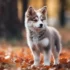 FAQs about Pomeranian Pomsky