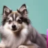 3 Ways to Teach your Dog How to Shake