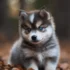 FAQs about Full Grown Pomsky