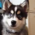 Paw Protection Cream for Pomskies