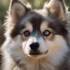 Precio de Pomskies: ¿Cuánto cuesta tener un Pomsky?