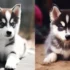 The Cutest Pomsky In The World: Meet The Adorable Pup Everyone Is Talking About