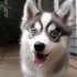 FAQs about Full Grown Pomsky