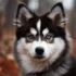 Unusual panting of Pomskies