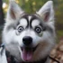 Pomsky: First Time Getting Scared