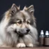 Misconceptions about training Pomskies with treats